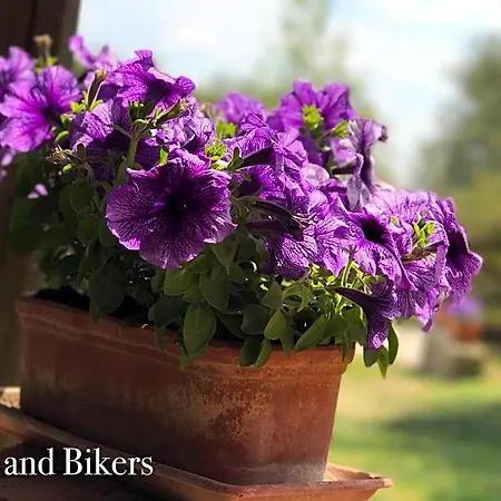 Bed & Breakfast Bed And Bikers 3*