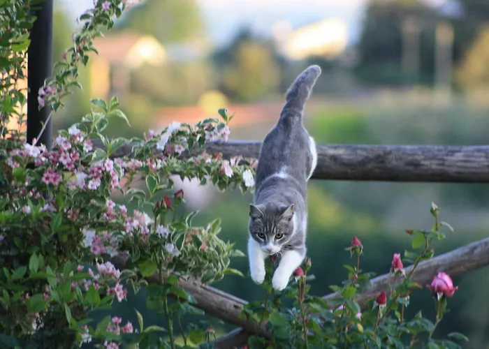 Bed And Bikers Riano (Rome)